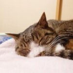 斎藤 祐子 さんのプロフィール写真